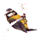 Pinzones